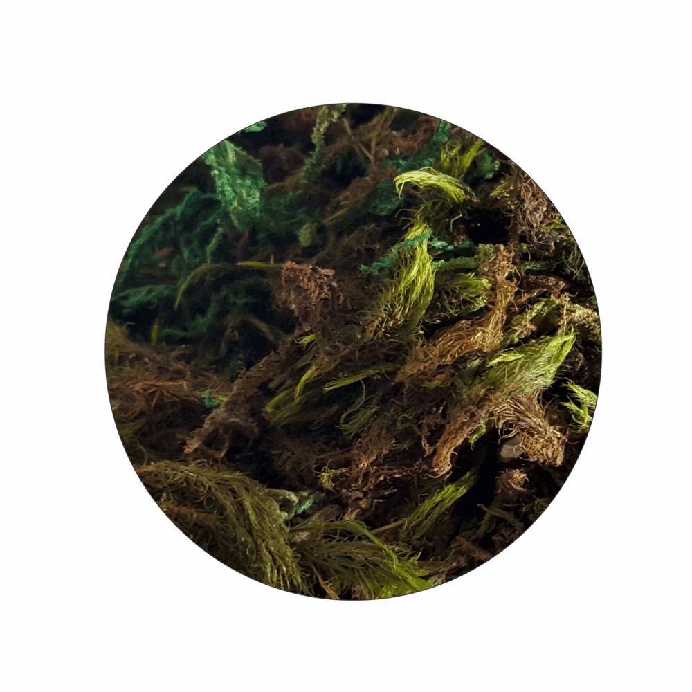 JUNGLE MOSS LANDSCAPE - Image 1